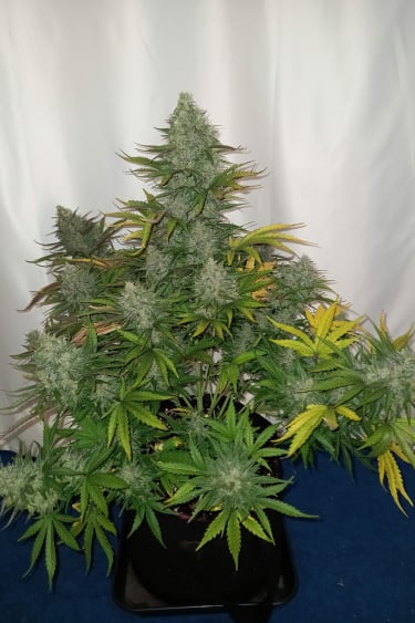 Instagram Cheese Auto