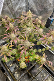 Instagram Gorilla Z Auto