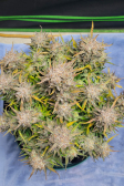 Instagram Pound Cake Auto™