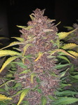 Instagram Purple Lemonade Auto