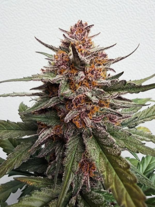 AUTO | Guava Sundae Auto™