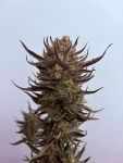 Instagram Guava Auto RF3™