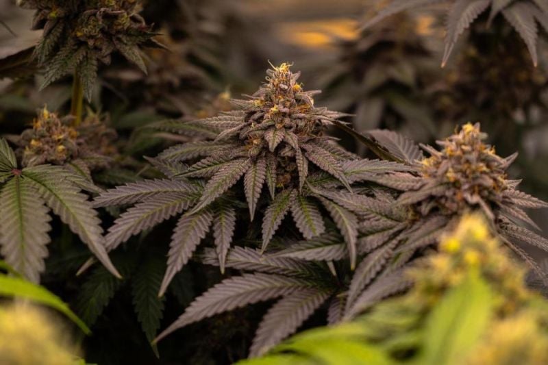 Instagram Lemon Cherry Runtz