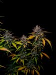Instagram Banana Guava Auto™
