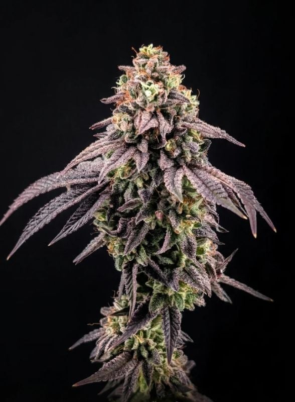 Instagram Fem High Yielder Trial Pack