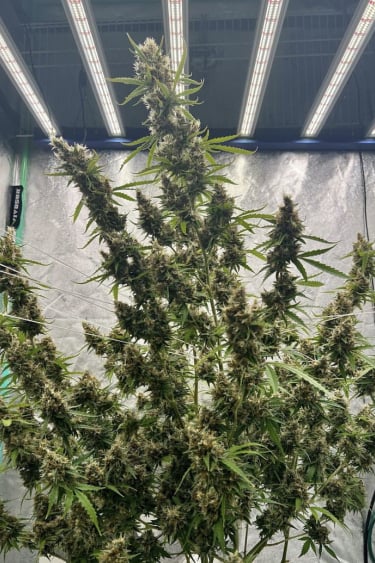 Instagram Amnesia Z Auto