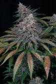 Instagram Tropicana Cookies FF
