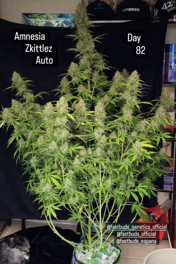 Buy Amnesia Zkittlez Auto Cannabis Seeds | Fast Buds