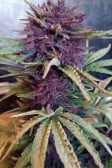Instagram Banana Purple Punch Auto