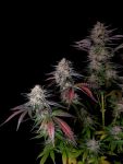 Instagram Guava Sundae Auto™
