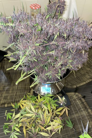 Instagram Purple Lemonade Auto
