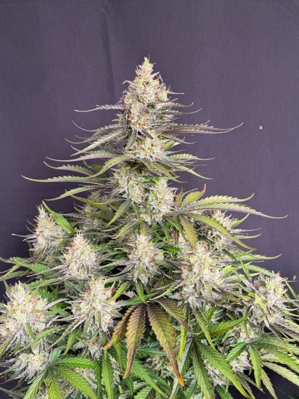 Instagram Trainwreck Auto