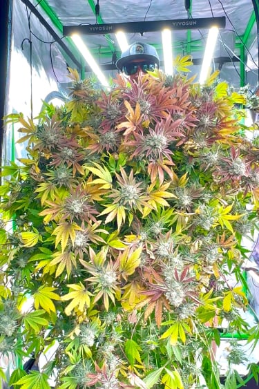 Instagram GG4 Sherbet FF