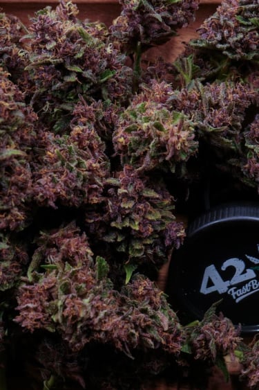 Instagram Purple Haze Auto