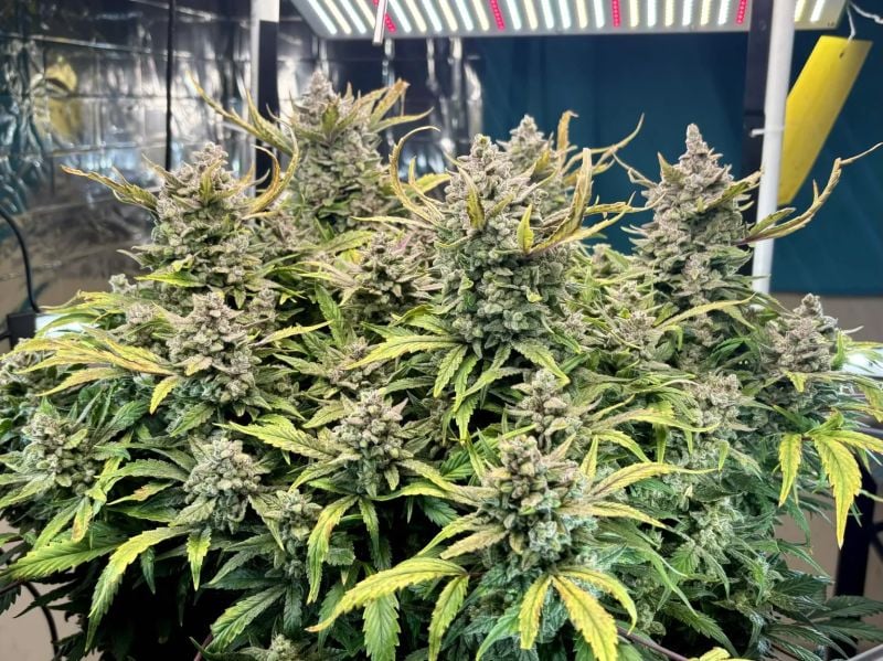 Instagram Papaya Cookies Auto