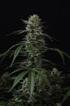 Instagram Banana Cherry Cookies Auto™