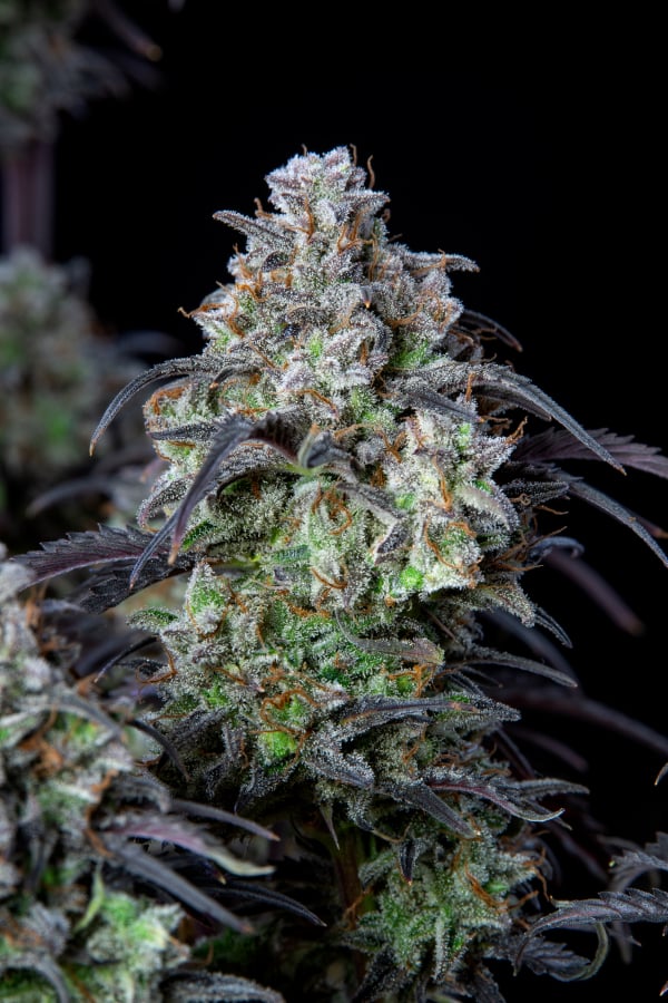 Buy Mimosa Cake Auto Cannabis Seeds | Fast Buds