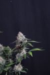 Instagram Lemon Cherry Sundae Auto™