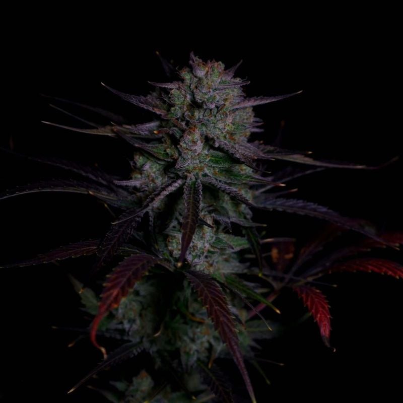Instagram Banana Guava Auto