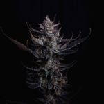Instagram Mendo Guava Auto™