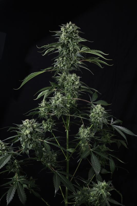 Instagram Banana Guava Auto