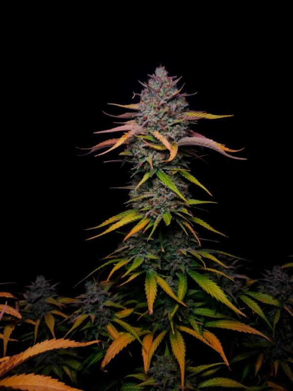 AUTO | Banana Guava Auto™