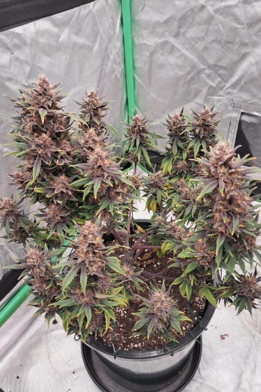 Instagram Fastberry Auto