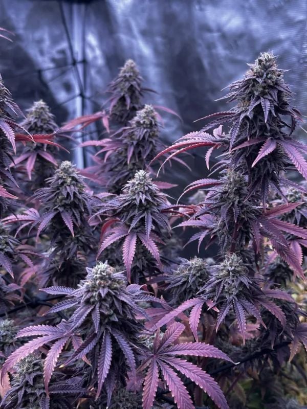 Instagram Lemon Cherry Runtz