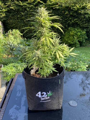 Instagram Cinderella Auto