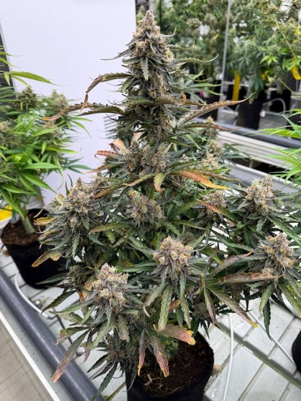 Instagram Big Bud Auto