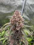 Instagram Banana Purple Punch Auto RF3™
