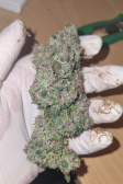 Instagram LSD-25 Auto
