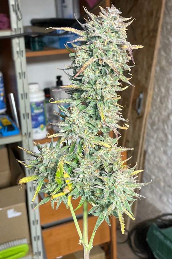 Buy Strawberry Pie Auto Cannabis Seeds Fast Buds
