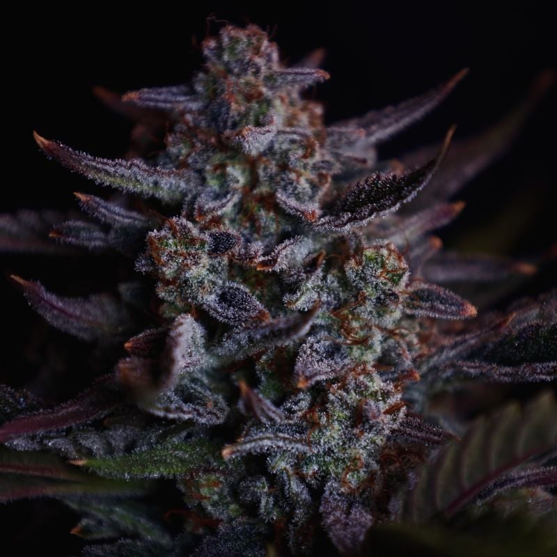 AUTO | Mendo Guava Auto™
