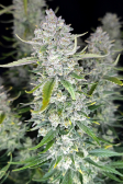 Instagram Papaya Cookies Auto™