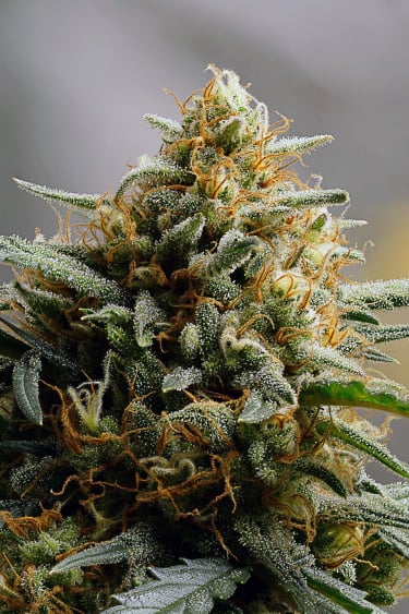 Instagram Northern Lights Auto