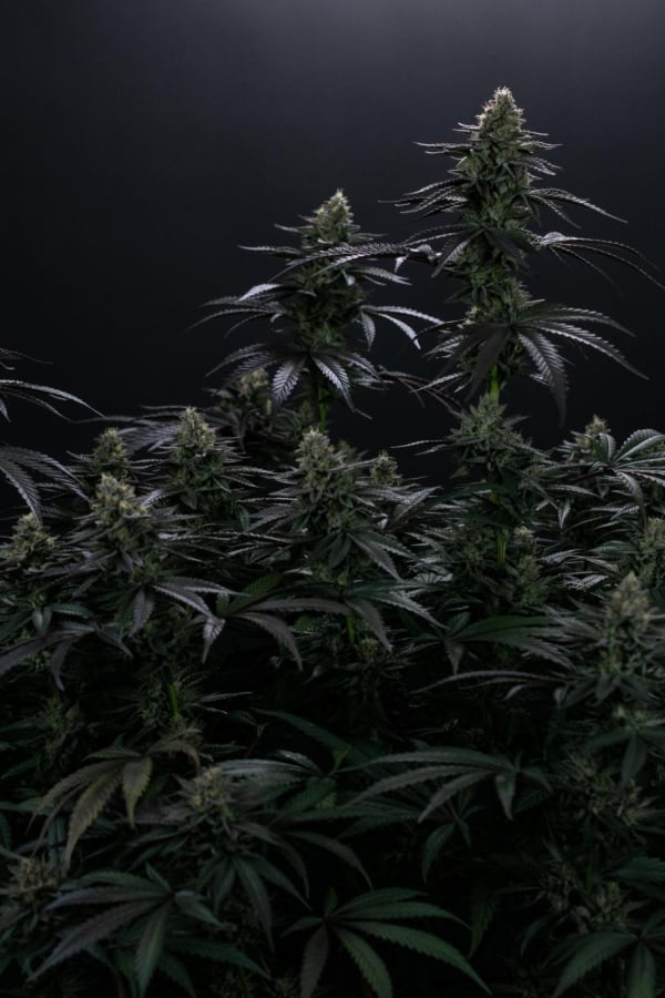 Instagram Biscotti Gelato