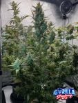 Instagram Strawberry Gorilla Auto RF3™