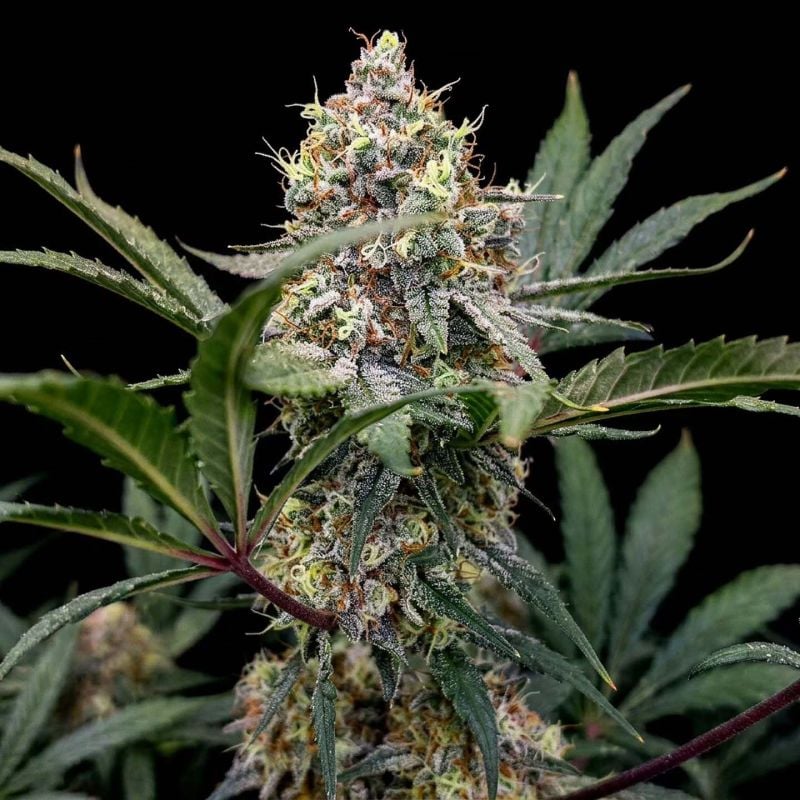 AUTO | Guava Sundae Auto™