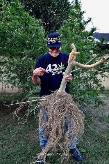 Instagram GG4 Sherbet FF