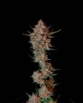 Instagram Guava Sundae Auto™