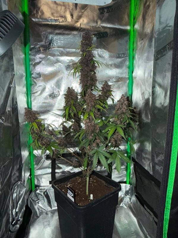 Instagram Purple Lemonade Auto RF3