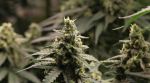 Instagram Banana Cherry Cookies Auto™