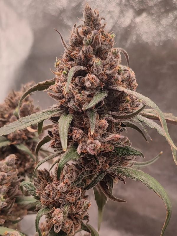 AUTO | Guava Runtz Auto™