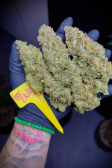 Instagram Gorilla Z Auto