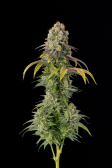 Instagram Gorilla Cookies FF
