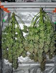 Instagram Guava Runtz Auto™