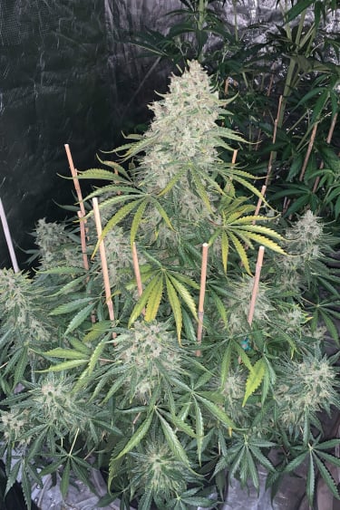 Instagram Lemon Pie Auto