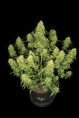 Instagram Sour Jealousy Auto™