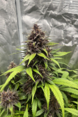 Instagram Purple Haze Auto™